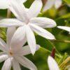 Jasmine Flower Fragrance Oil