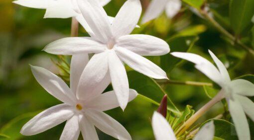 Jasmine Flower Fragrance Oil