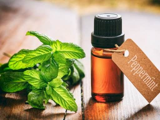 Peppermint Essential Oil  Best Peppermint Essential Oil