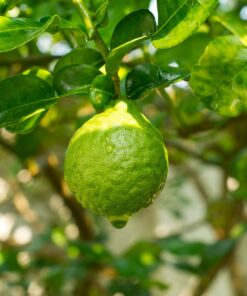 Bergamot (Hydrosol) (Citrus bergamia)