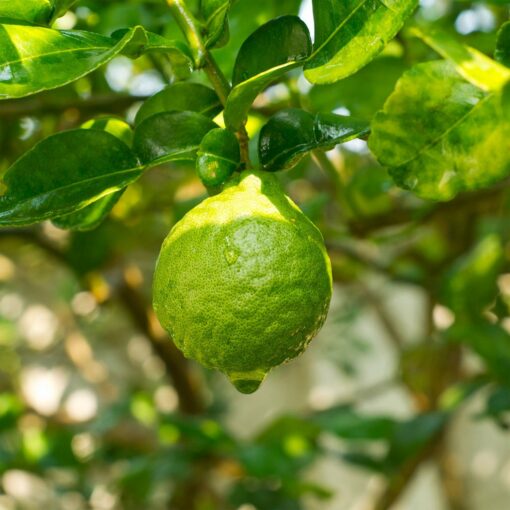 Bergamot (Hydrosol) (Citrus bergamia)