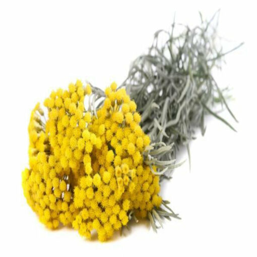 Helichrysum Hydrosol