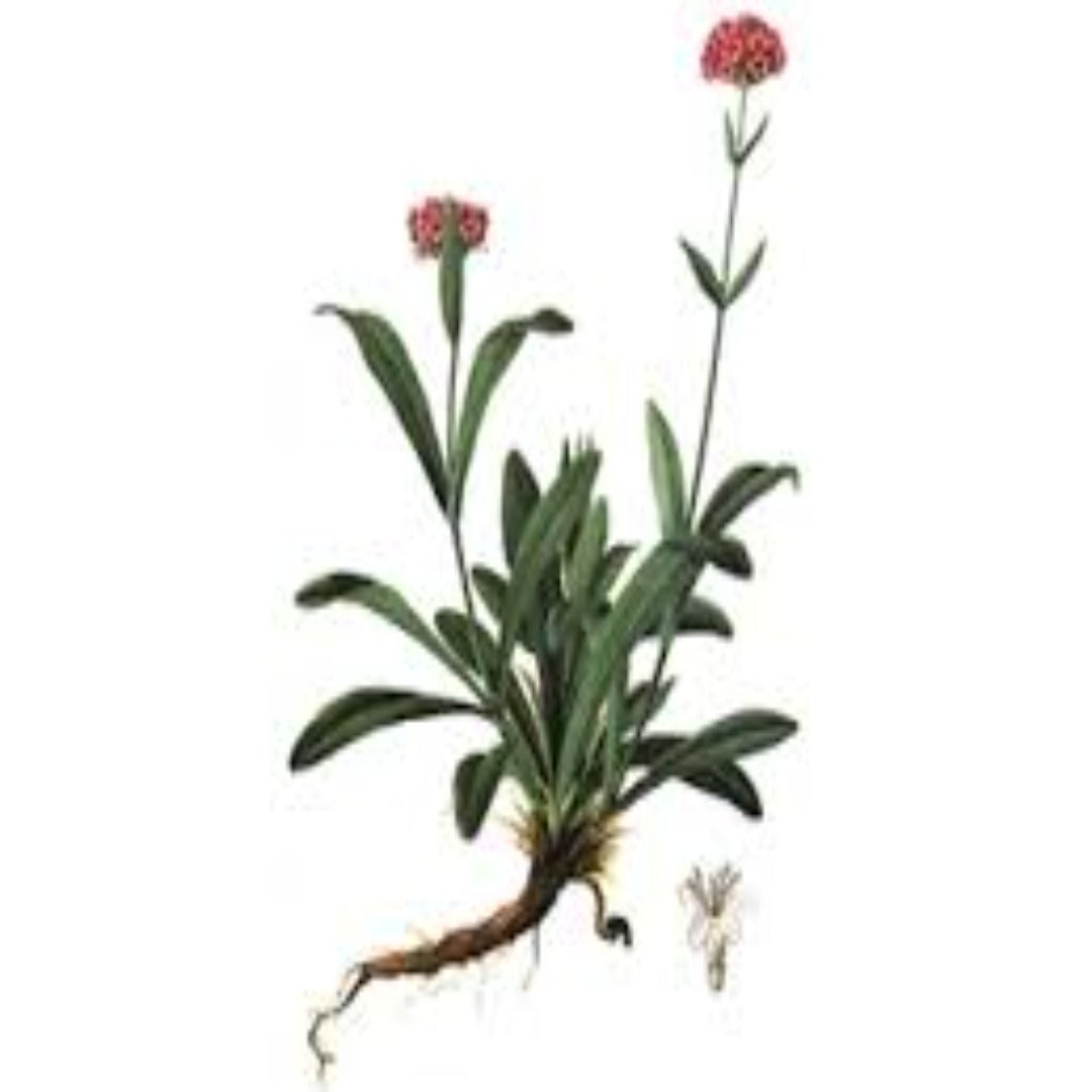 Jatamansi Natural Extracts By Vedini | JINDEAL INC