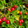 Rosehip Natural Extracts