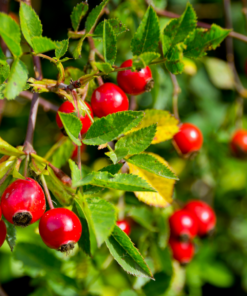 Rosehip Natural Extracts
