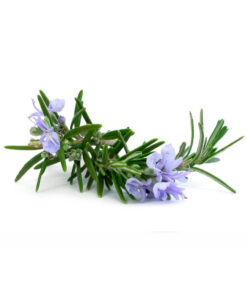 Rosemary Natural Extracts