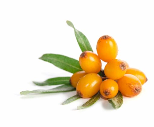 Seabuckthorn Natural Extracts
