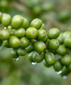 Green Coffee Natural Extracts