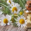 chamomile roman essential oil