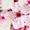 Japanese cherry blossom fragrance oil