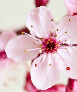 Japanese cherry blossom fragrance oil