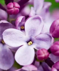 French Lilac Fragrance oil